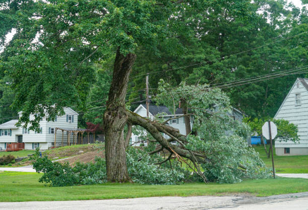 Best Tree Cutting Near Me  in Wausau, WI